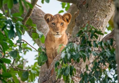 14 Days Fly-in Safari: Wild Wonders of Uganda  2