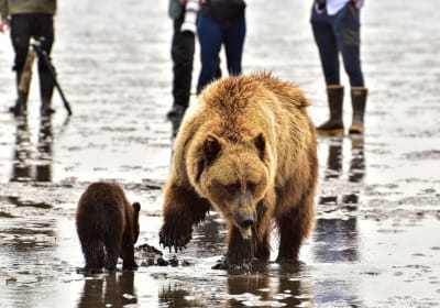 Alaska Bear Viewing Experience from Kenai, Alaska 2