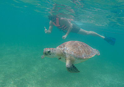 Aquatic Turtle Dream with Private Underground River 2