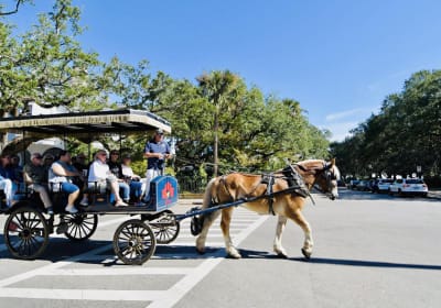 Horse-Drawn Carriage Tour of Historic Charleston 2