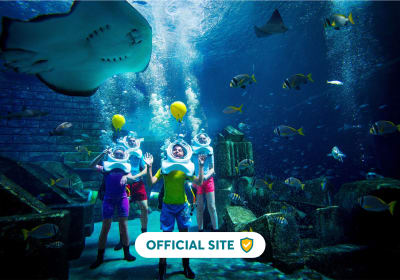 Shark Safari 2