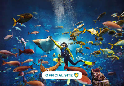 Dive Discovery 2