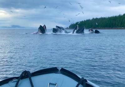 Ketchikan Zodiac Boat Adventure  2