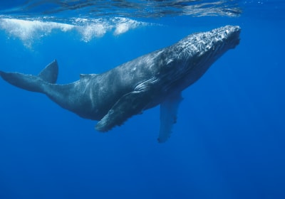 Luxury Maui Whale Watching Tour (2.5 Hours) 2