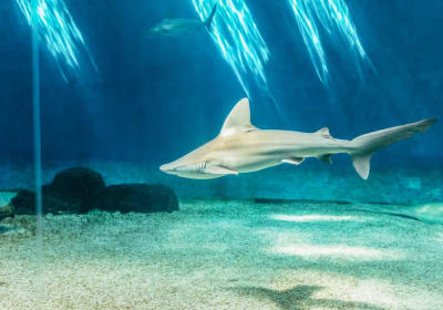 Genoa: Aquarium of Genoa Entry Ticket - clone 2
