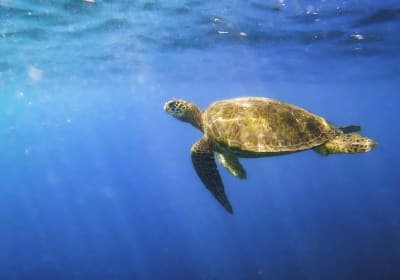Waikiki Sail and Snorkel Tour  2