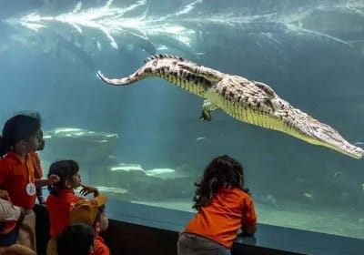 Dubai Crocodile Park 2