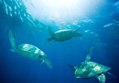 Luxury Small Group Powerboat Snorkeling Tour Maui - Maalaea 2