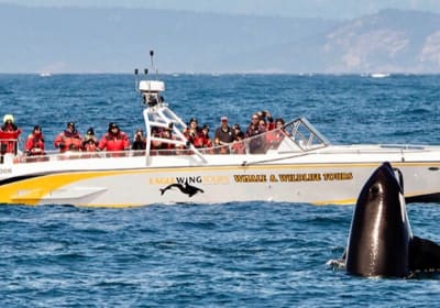 Open Boat Day Tour 2
