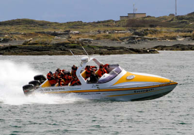 Serengeti Extended Whale Watching Day Tour 2