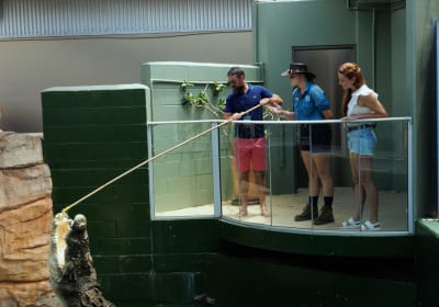 VIP Crocodile Feeding Encounter 2