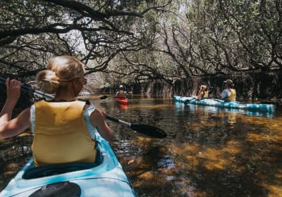 Guided Kayak Tour Adelaide Dolphin Sanctuary 2