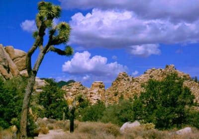 Joshua Tree Air-Conditioned Scenic Tour from Palm Springs 2