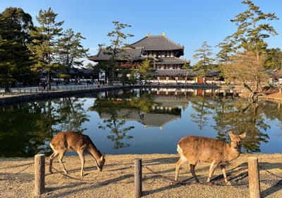 Kyoto & Nara Tour from Osaka – Small Group 2