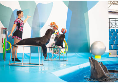Pattaya Dolphinarium Tickets 2