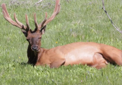 Jackson WY Yellowstone Lower Loop Wildlife & Geothermal 2