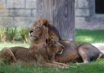 Emirates Park Zoo Tickets 2