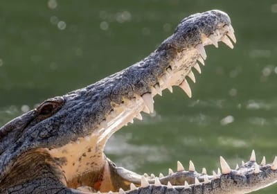 Dubai Crocodile Park Adventure 2