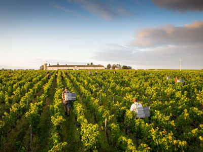 Wine harvest workers carrying crates through long rows of vines in a Blaye vineyard at sunset