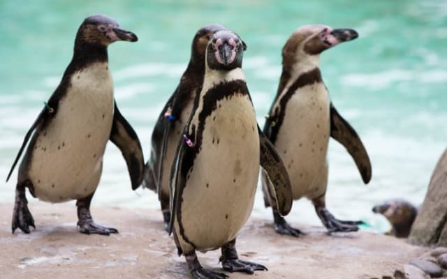 Whipsnade Zoo