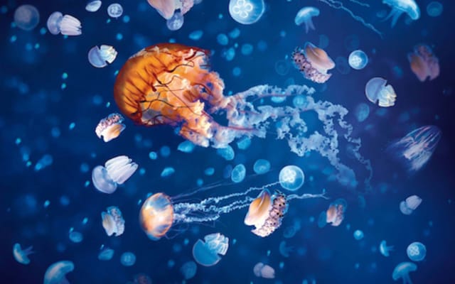 National SEA LIFE Centre Birmingham