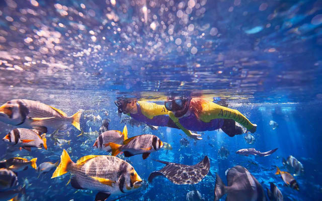 Ultimate Snorkel
