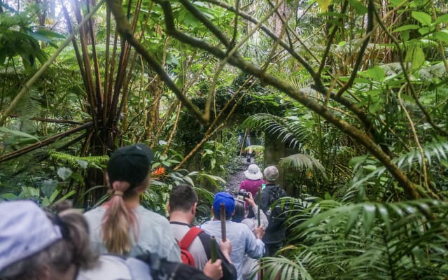 Kona Cloud Forest Sanctuary Montane Jungle Tour (2.5 hrs)