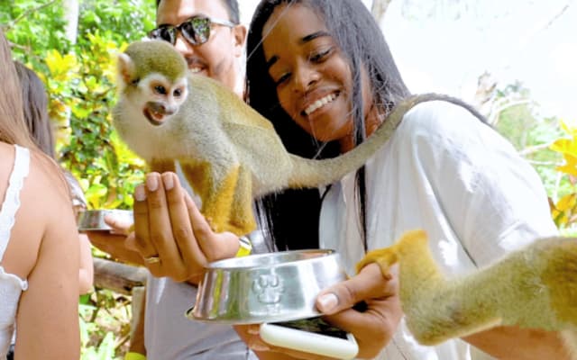 Monkeyland tour + Transportation from cruise/hotel