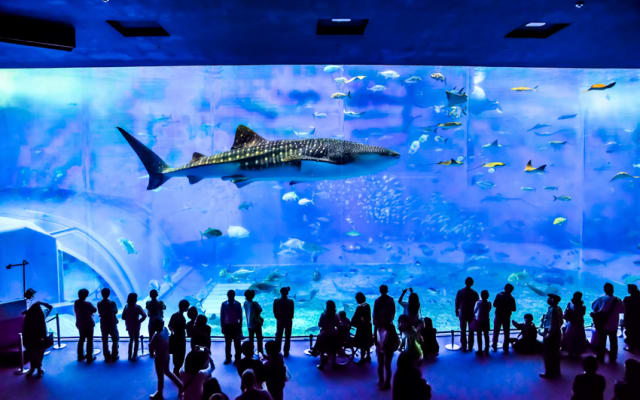 Okinawa Churaumi Aquarium Ticket