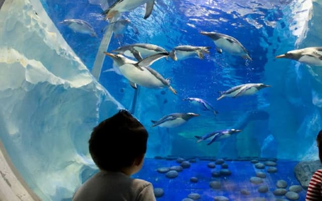 Seaquarium Le Grau-du-Roi: Billet d'entrée