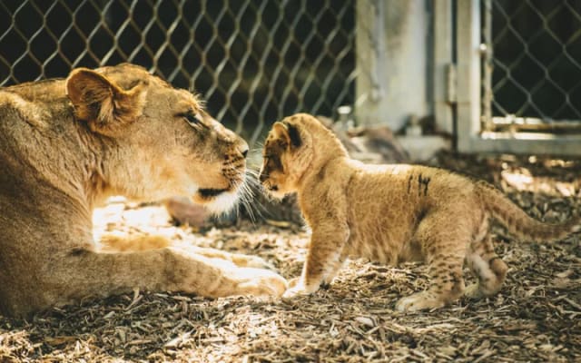 Zoo de Denver – Daytime Admission Ticket