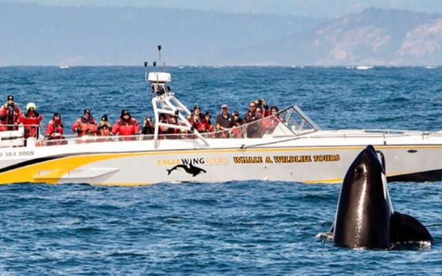 Open Boat Day Tour