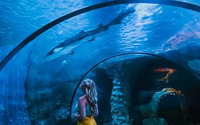The National Aquarium Abu Dhabi - Clone