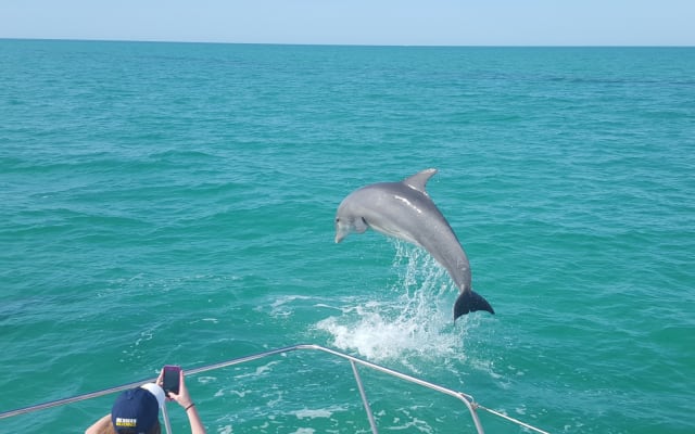 Key West Original Dolphin Watch and Snorkel Eco Tour