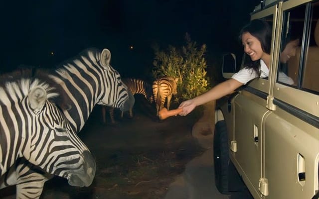 Singapore Night Safari Adventure