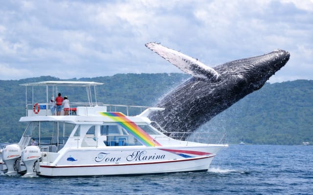 Whale Watching Tour in Samana
