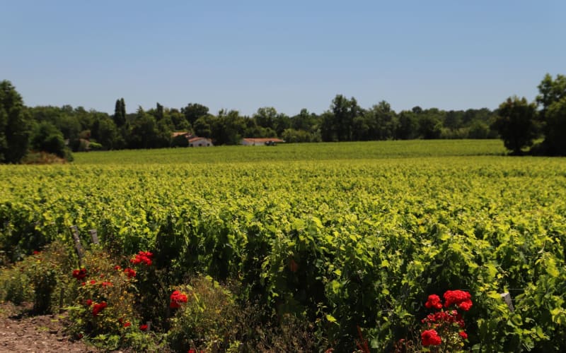 Rows of vines in the Graves wine region south of Bordeaux