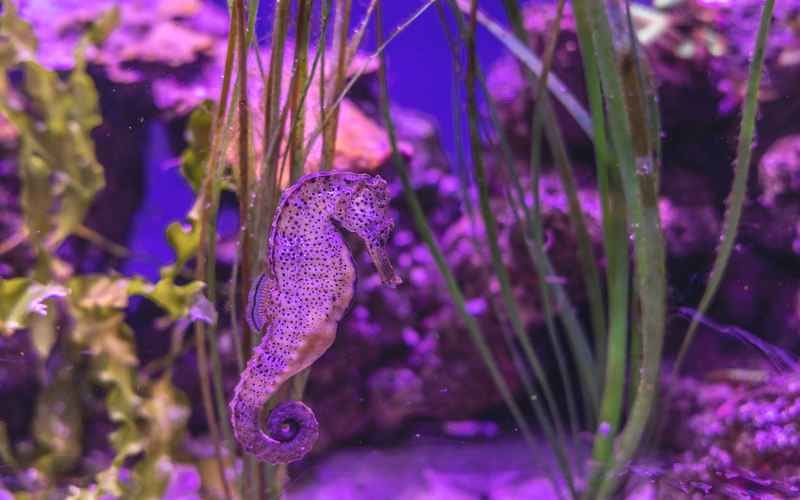 SEA LIFE Scarborough - main image