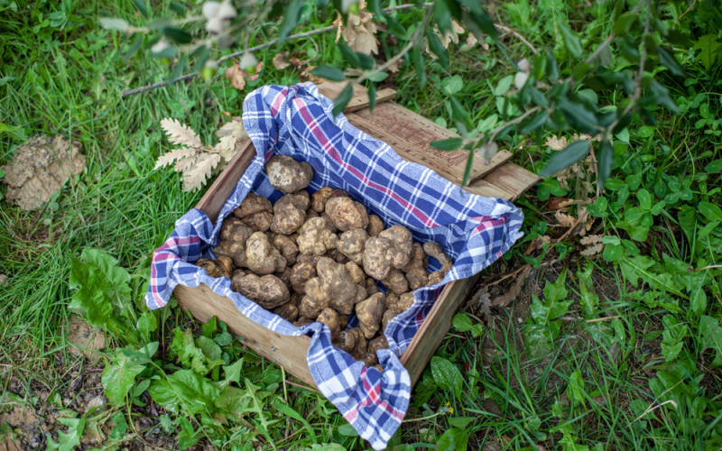 Tuscany Truffle Hunt: A Culinary Adventure from Florence - main image