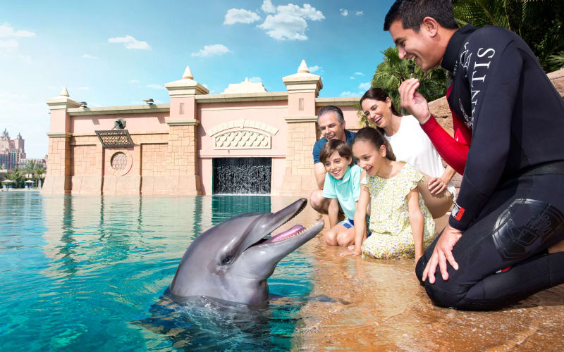 Dolphin Meet & Greet  - main image