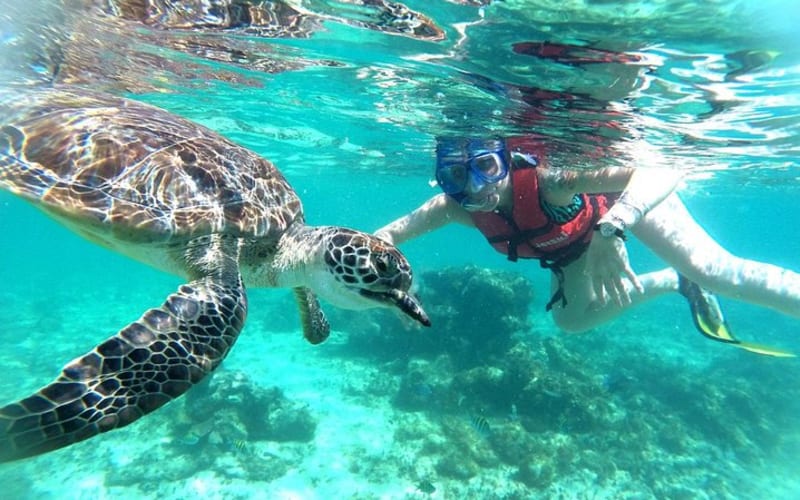 Snorkeling Adventure with Sea Turtles and Cenotes - main image