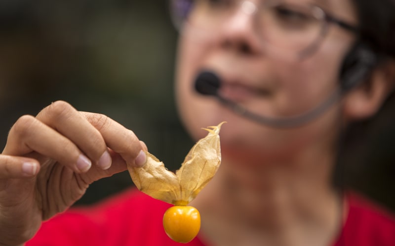 Exotic Fruits Tour Medellín – Taste Colombia’s Biodiversity - main image