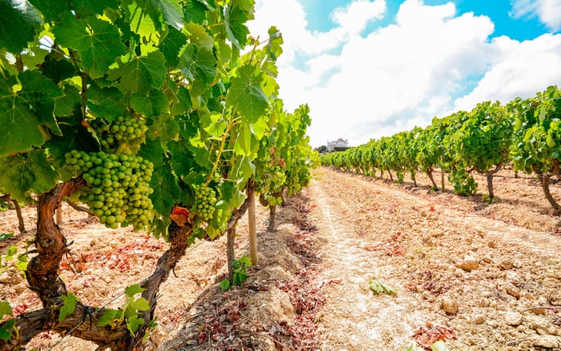 Full-Day Douro Valley Tour - main image
