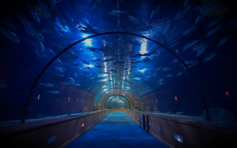 Oceanário de Lisboa - Skip The Line Ticket - main image