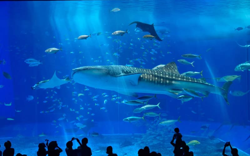 Okinawa Churaumi Aquarium Ticket – Explore the Ocean - main image