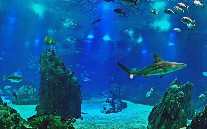 Oceanário de Lisboa: Skip-The-Line Ticket - main image