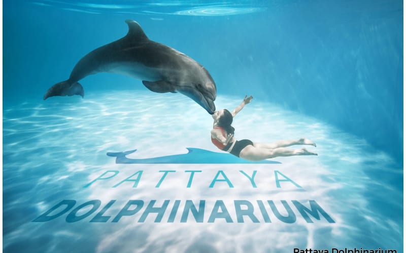 Pattaya Dolphinarium Tickets - main image