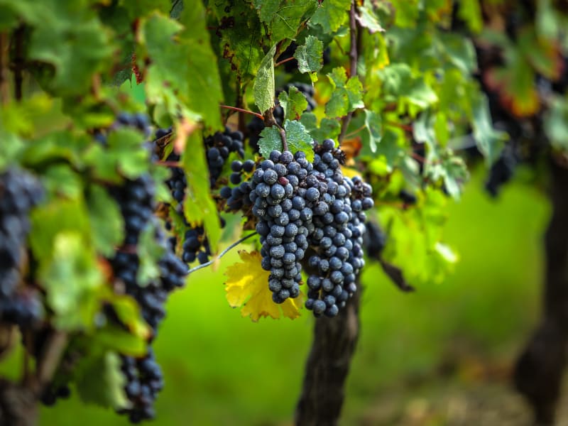 Close-up of ripe red wine grapes hanging on vines in a Blaye vineyard near Bordeaux