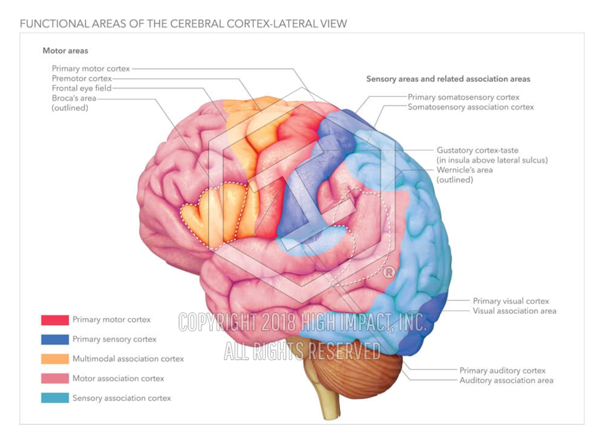 Anatomy Of Cerebral Cortex Anatomical Charts Posters