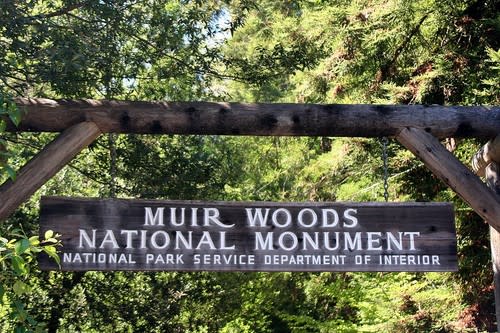 Walking Among Giants: Muir Woods National Monument